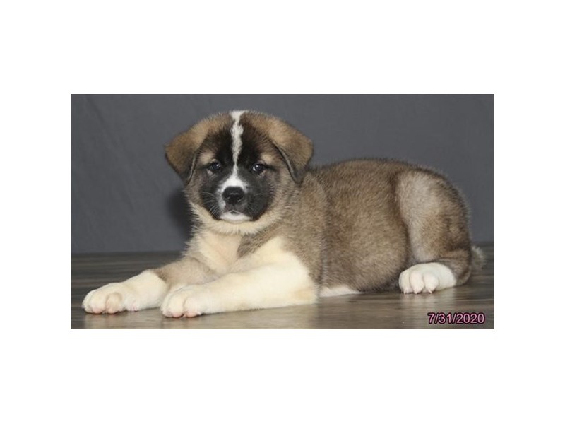 Akita