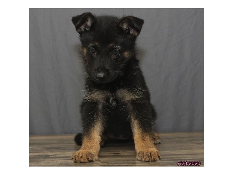German Shepherd Dog