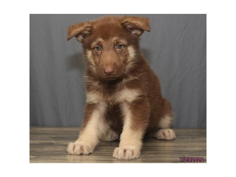 German Shepherd Dog