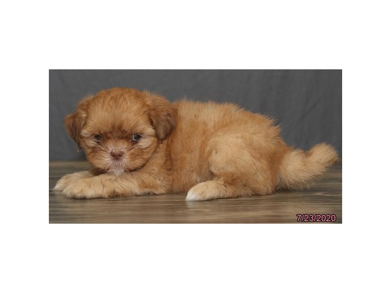 Shih Tzu
