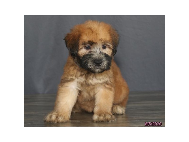 Soft Coated Wheaten Terrier