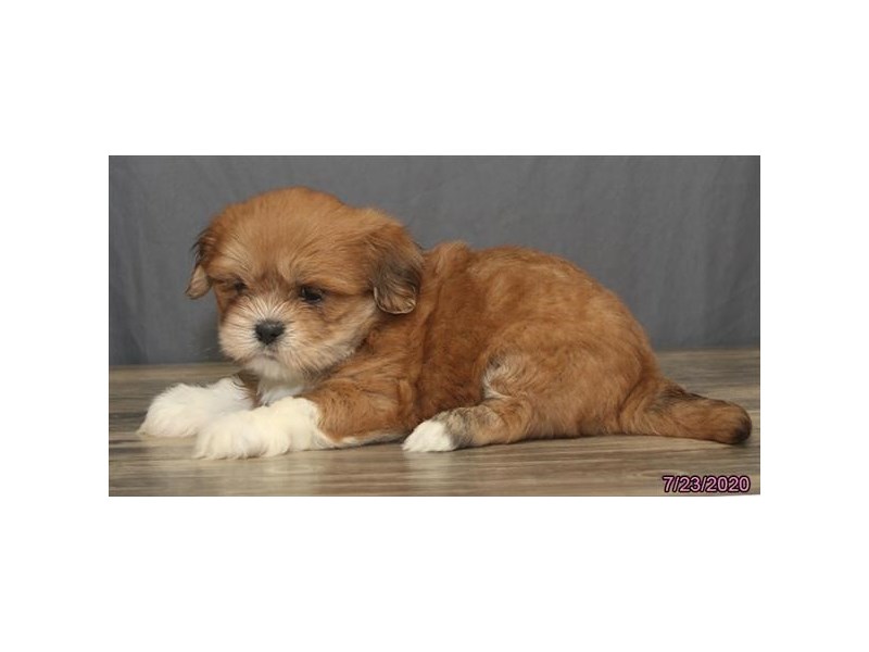 Lhasa Apso