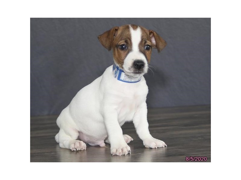 Jack Russell Terrier