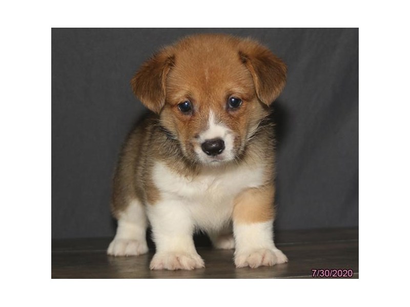 Pembroke Welsh Corgi