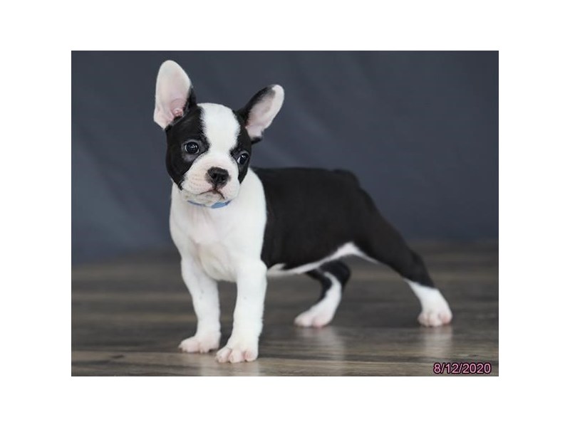 French Bulldog/Boston Terrier