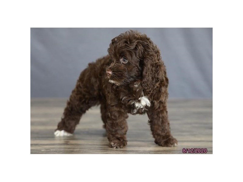 Poodle/Cocker Spaniel
