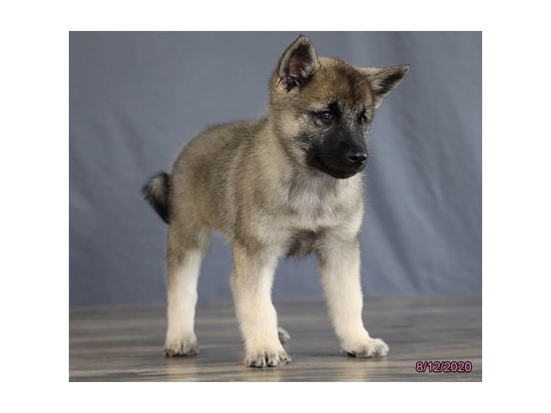Norwegian Elkhound