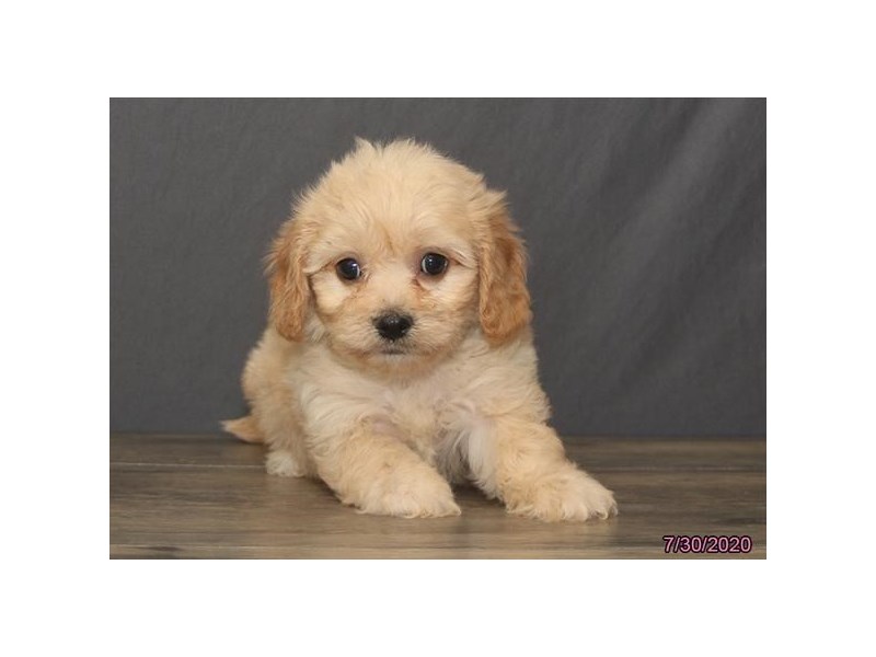 Cavachon
