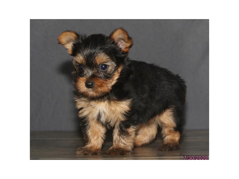 Yorkshire Terrier