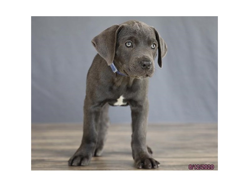 Cane Corso