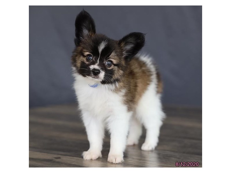 Papillon
