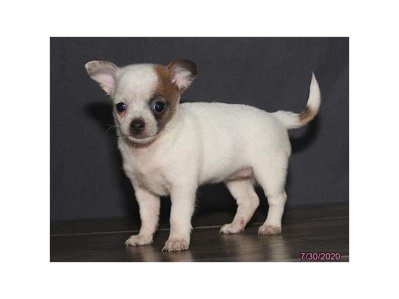 Chihuahua