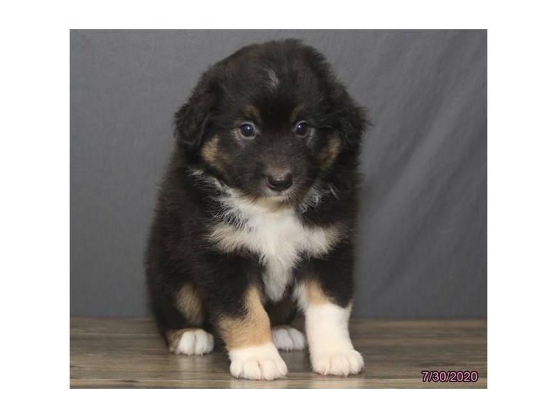Australian Shepherd