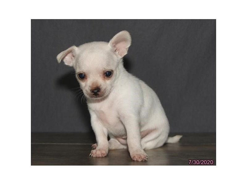 Chihuahua
