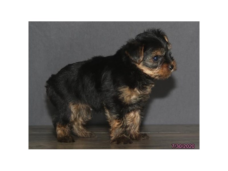Yorkshire Terrier