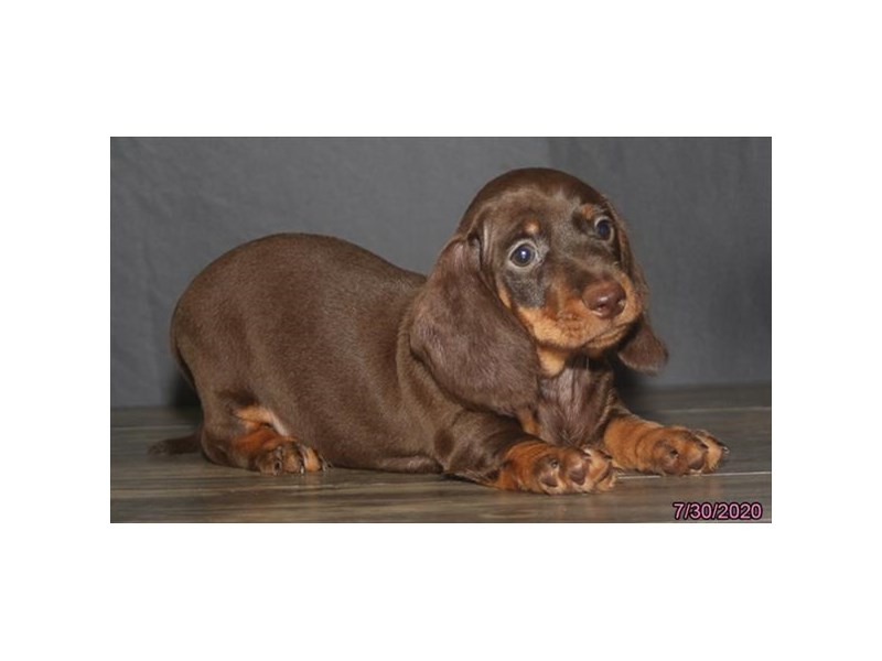Dachshund