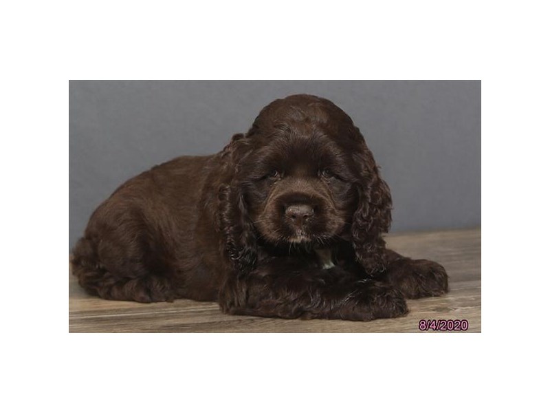 Cocker Spaniel