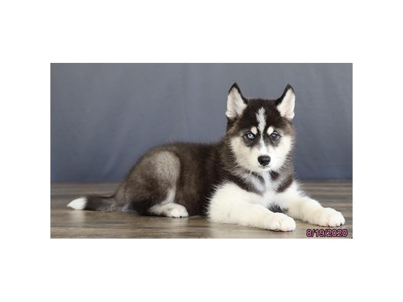 Samoyed/Siberian Husky