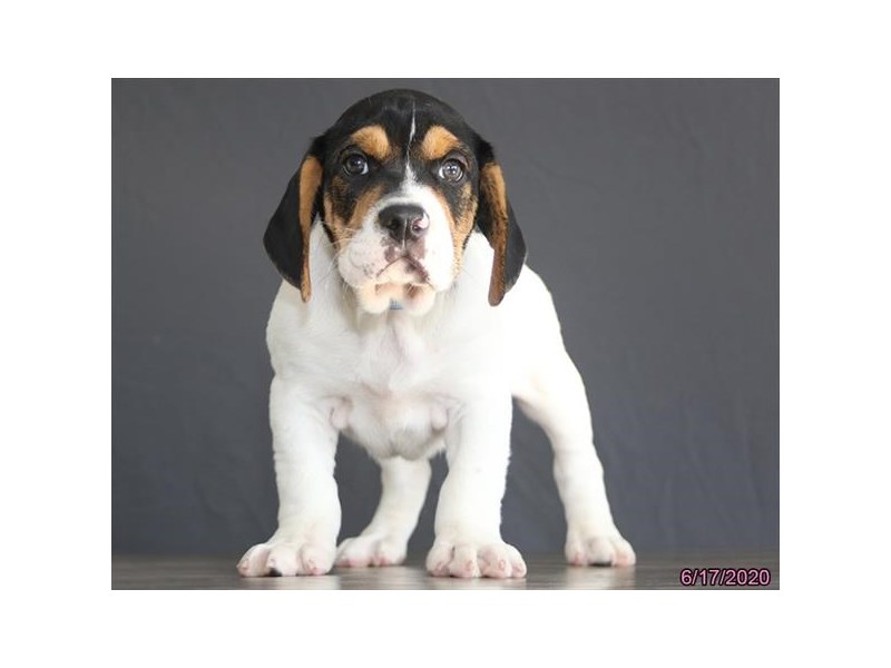 Bulldog/Beagle