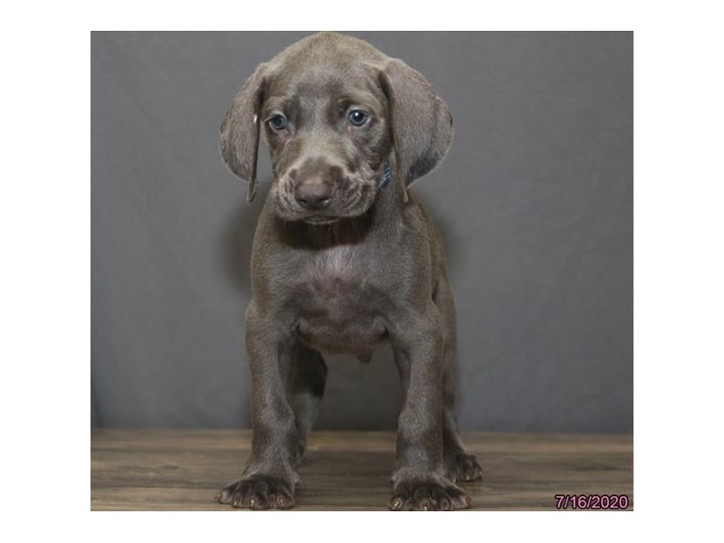Weimaraner