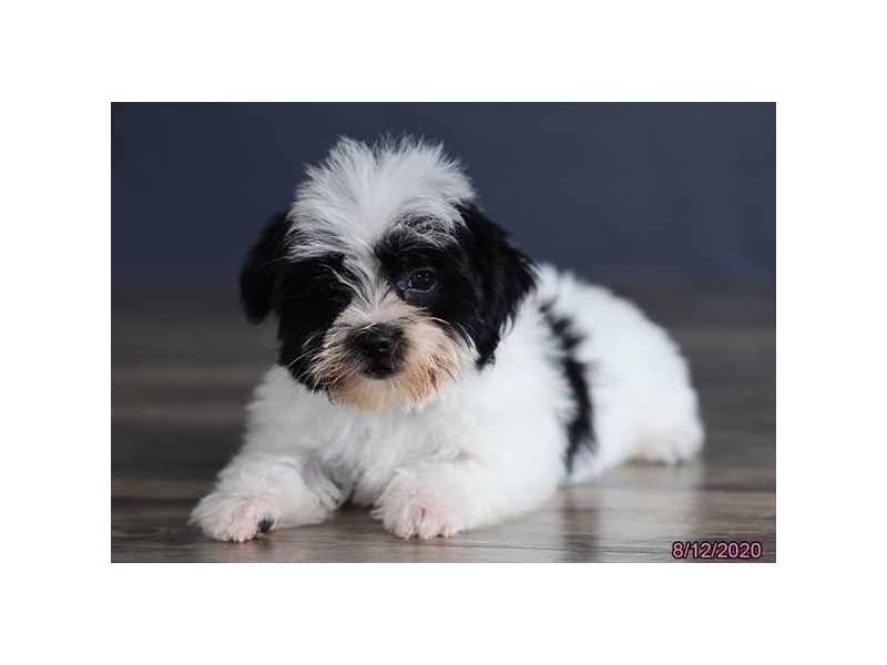 Maltese/Shih Tzu