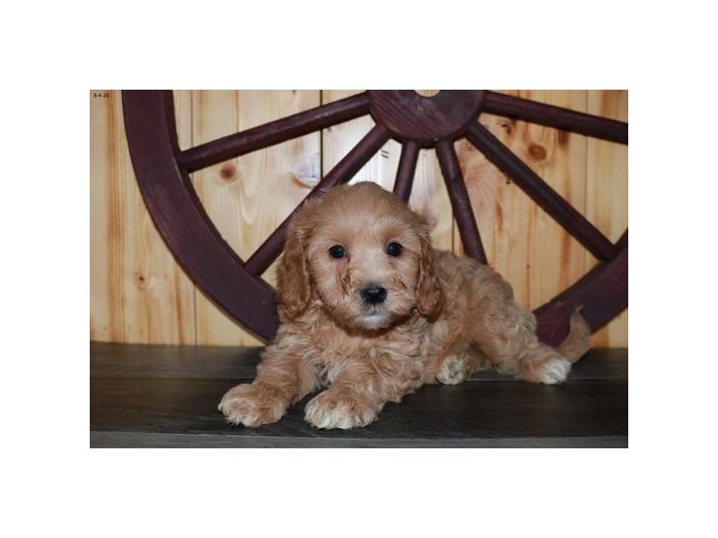 Goldendoodle Mini 2nd Gen
