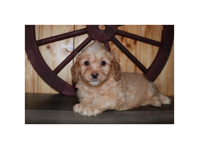 Goldendoodle Mini 2nd Gen