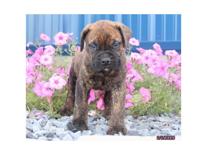 Bullmastiff