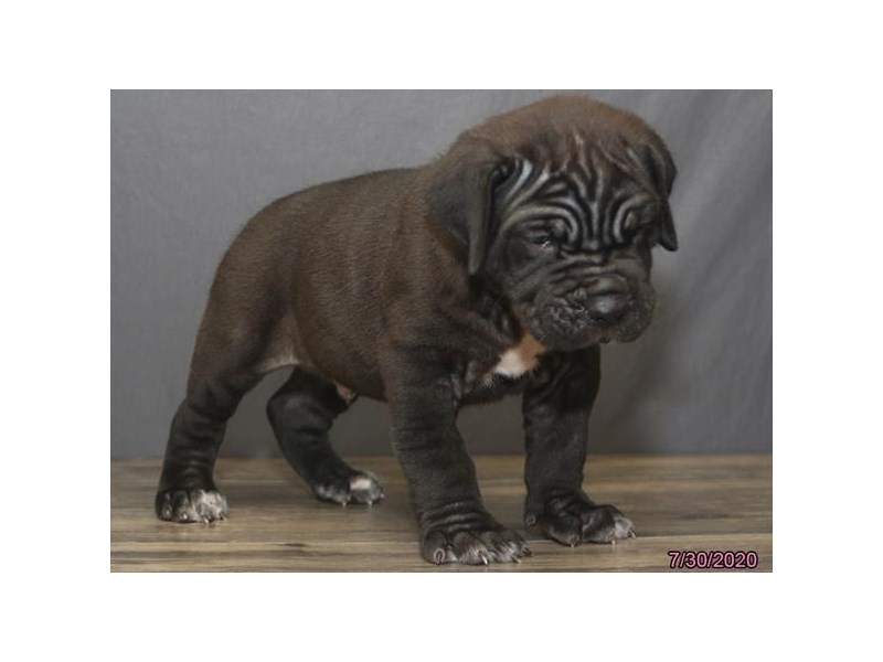 Neapolitan Mastiff