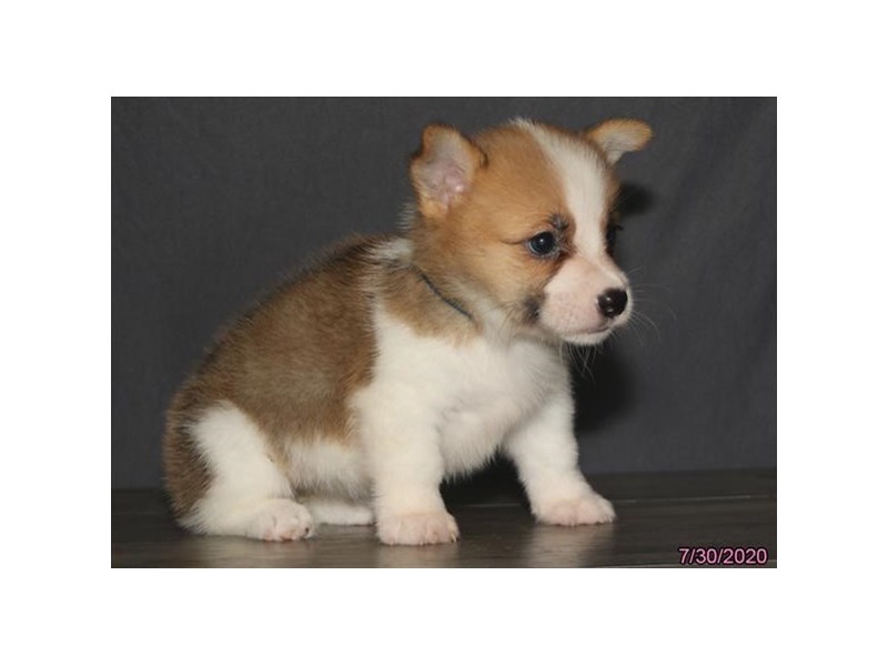 Pembroke Welsh Corgi