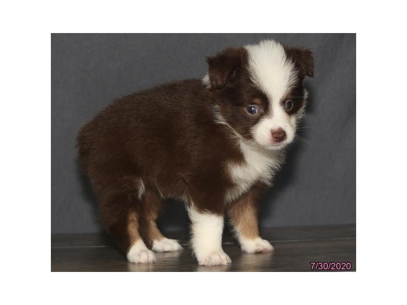 Miniature Australian Shepherd
