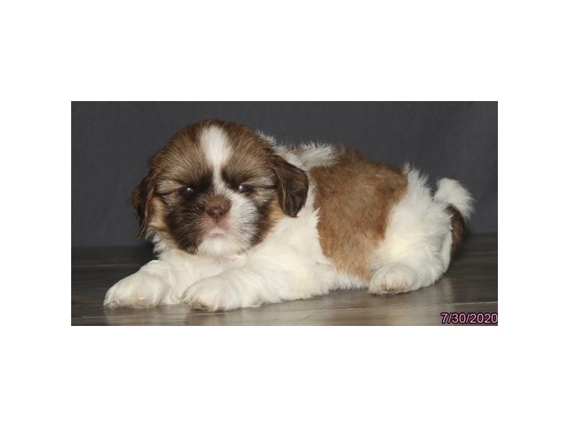 Shih Tzu