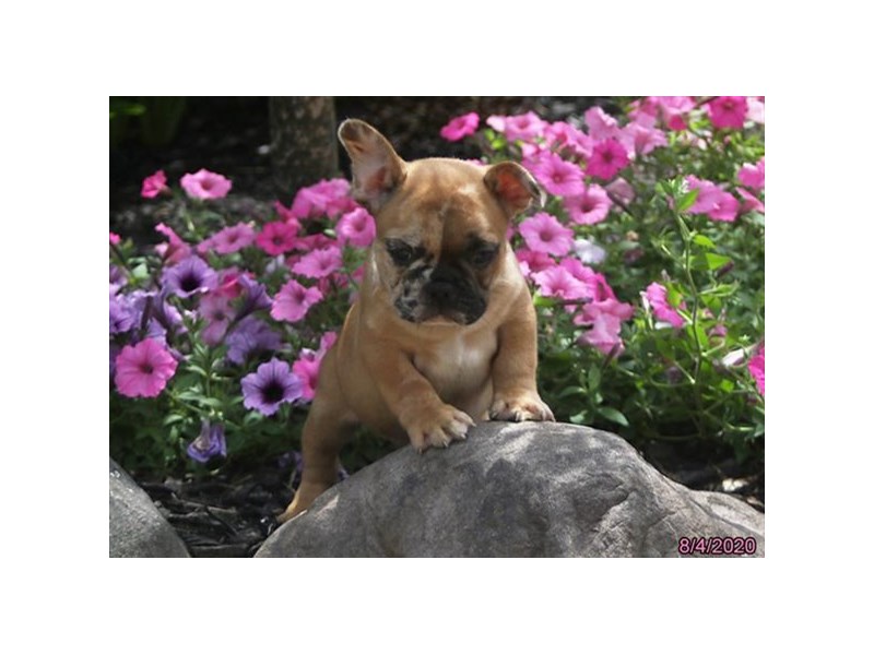 French Bulldog