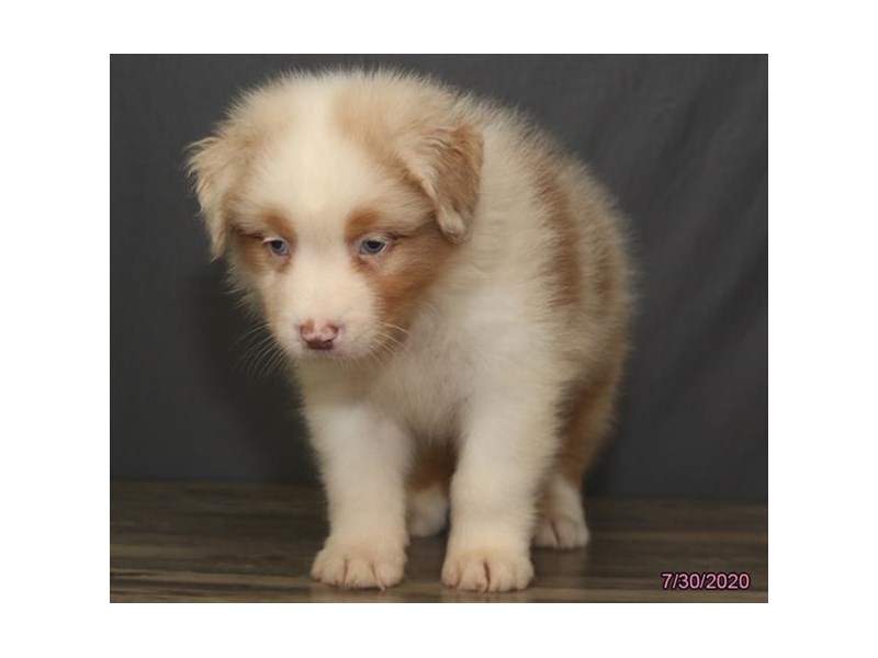 Australian Shepherd