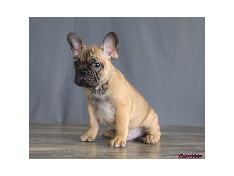 French Bulldog