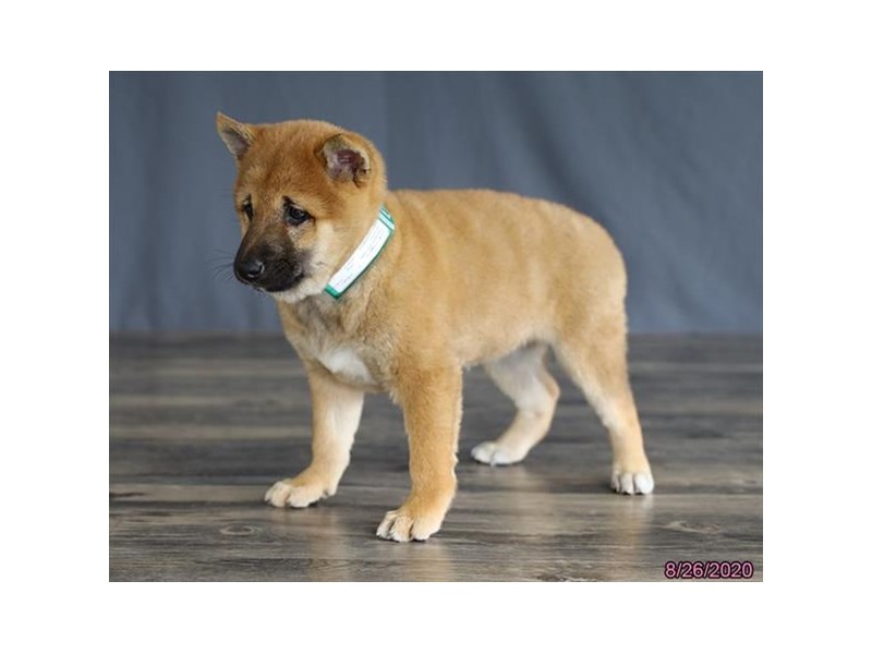 Shiba Inu