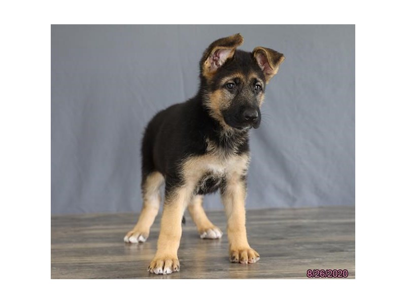 German Shepherd Dog