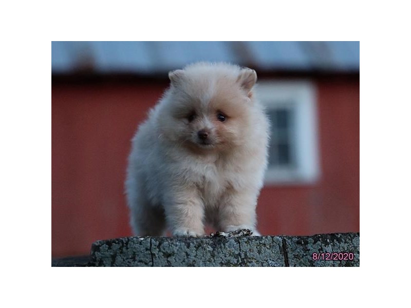 Pomeranian