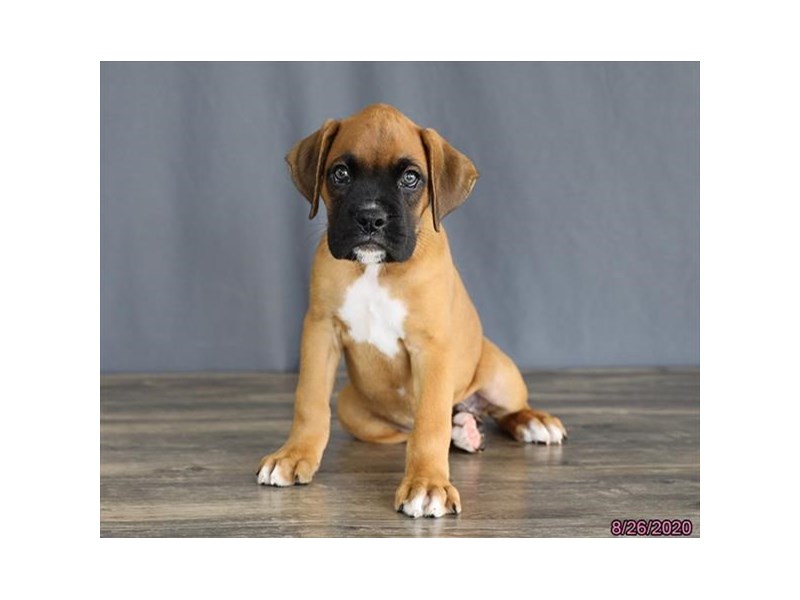 Boxer