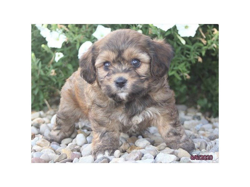 Cavachon