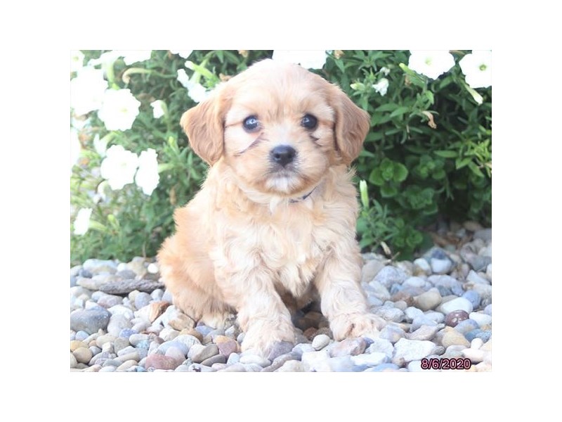 Cavachon
