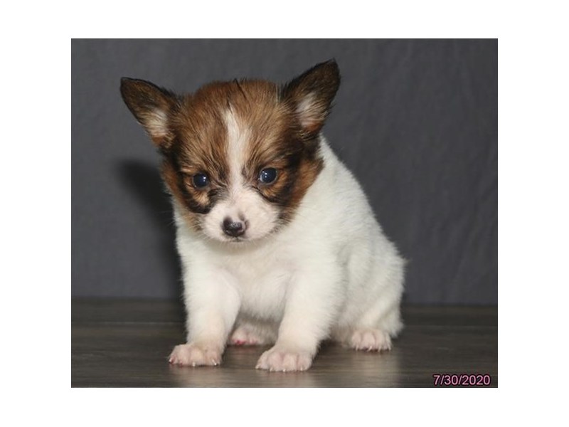 Papillon