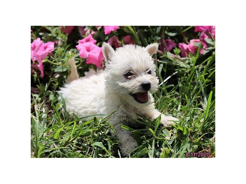 West Highland White Terrier