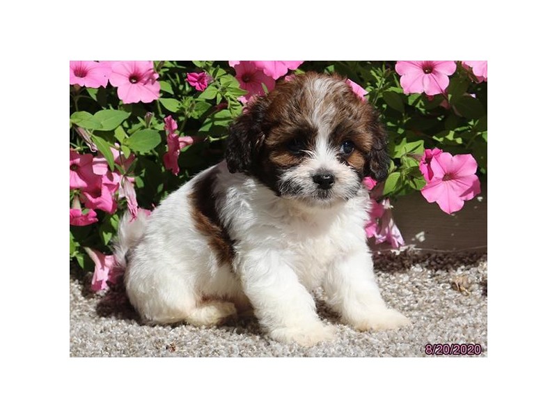 Poodle/Shih Tzu