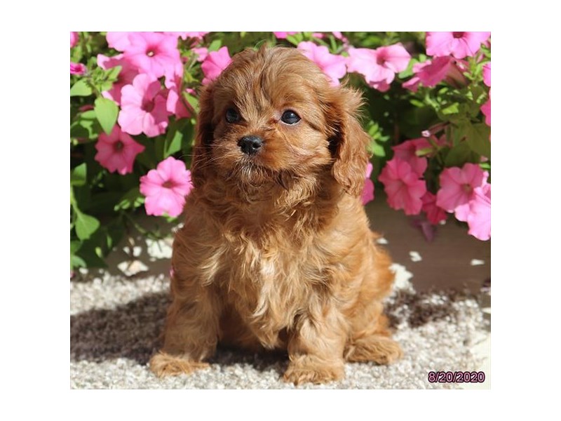 Poodle/Cavalier King