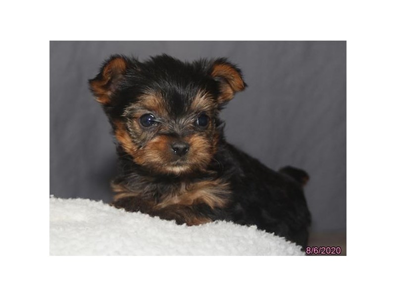 Yorkshire Terrier
