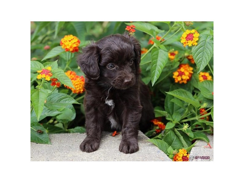 Poodle/Miniature Australian Shepherd