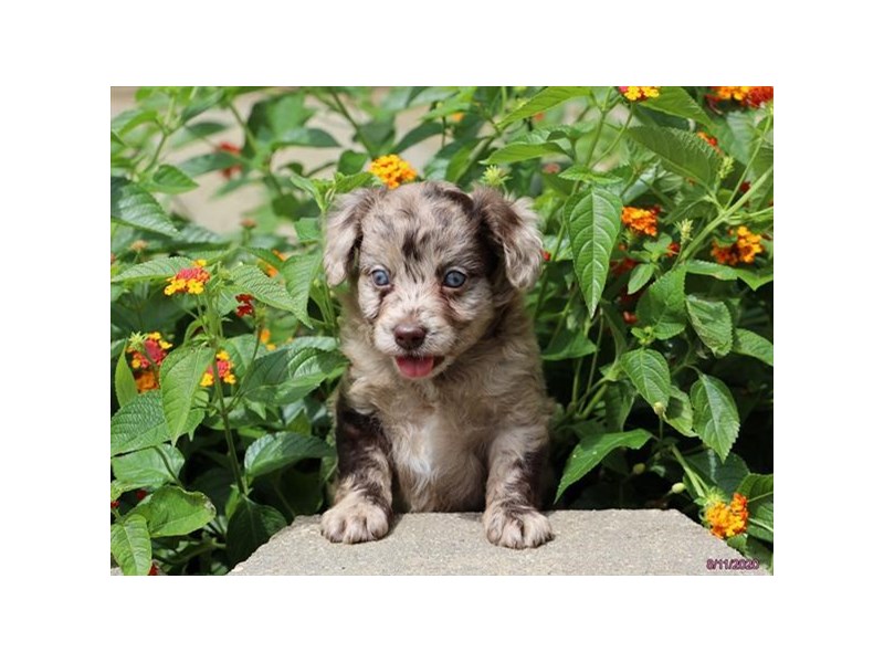 Poodle/Miniature Australian Shepherd