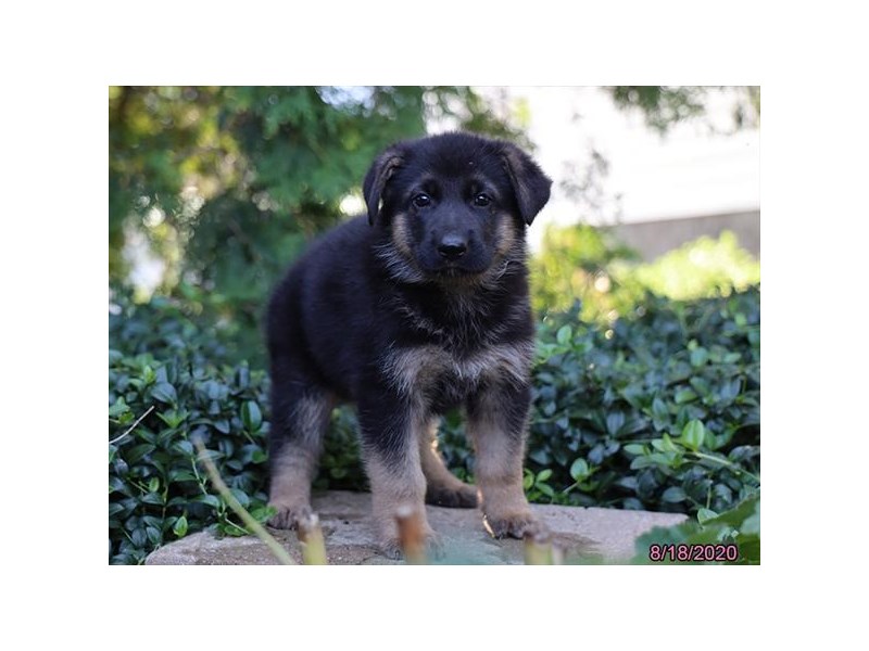 German Shepherd Dog