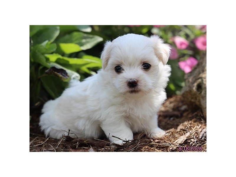 Havanese